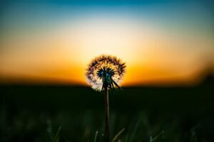 shallow focus photo of dandelion