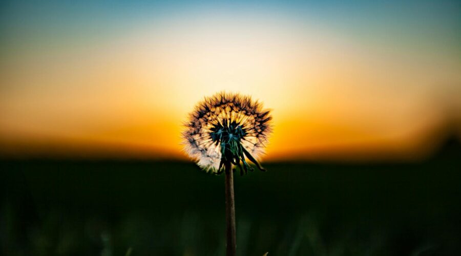 shallow focus photo of dandelion