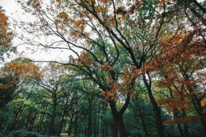 low angle shot of trees