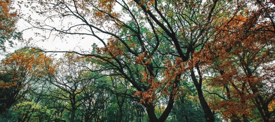 low angle shot of trees