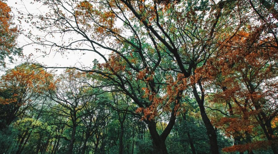 low angle shot of trees