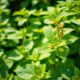 The Soothing Power of Lemon Balm: Opening Up its Health Benefits and Uses