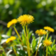 How to Use Dandelion Root for a Natural Liver Detox