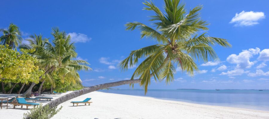 photo of coconut trees on seashore