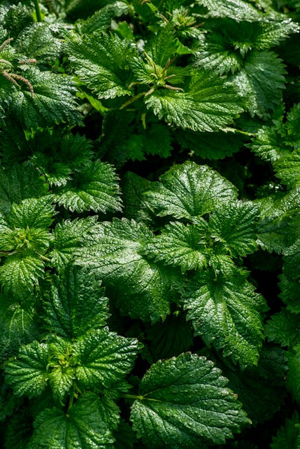 10 Best Herbs for Gut Health You Need to Know About