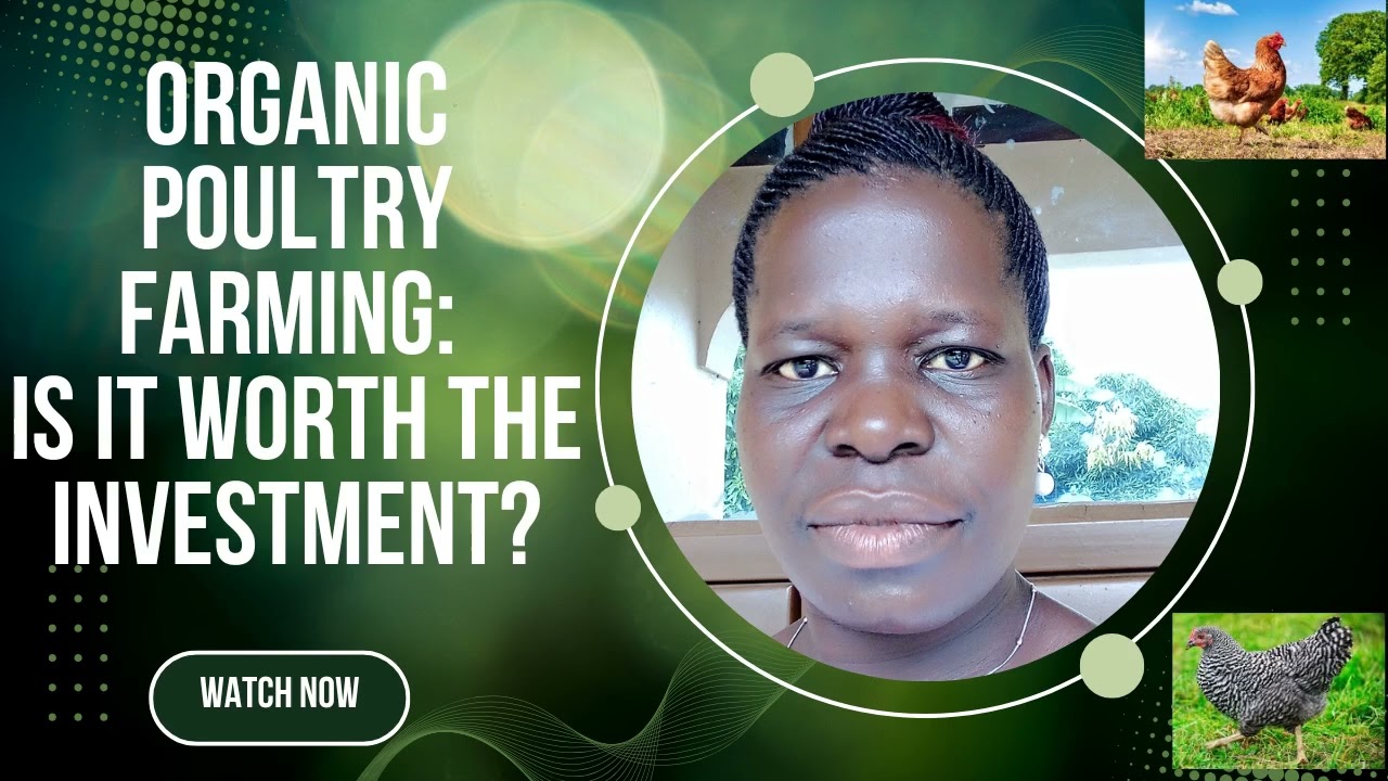 Organic Poultry Farming: Is It Worth the Investment?
